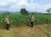 Kabag SDM Polres Tulungagung Monitoring Tanaman Jagung Di Desa Bendungan