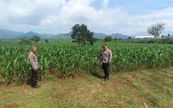 Kabag SDM Polres Tulungagung Monitoring Tanaman Jagung Di Desa Bendungan