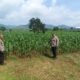 Kabag SDM Polres Tulungagung Monitoring Tanaman Jagung Di Desa Bendungan