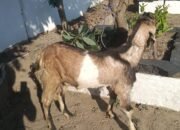 Polres Nganjuk Tangkap Pelaku Pencurian Kambing Asal Kediri, Tiga Rekannya Buron