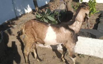 Polres Nganjuk Tangkap Pelaku Pencurian Kambing Asal Kediri, Tiga Rekannya Buron