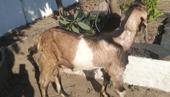 Polres Nganjuk Tangkap Pelaku Pencurian Kambing Asal Kediri, Tiga Rekannya Buron