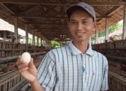 Jeritan Peternak Ayam Arab Nganjuk, Pemasaran Lancar tapi Harga Pasar Hancur