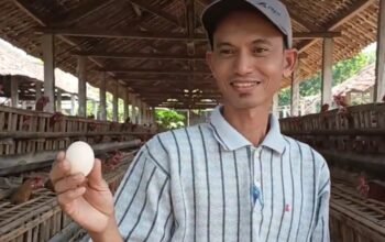 Jeritan Peternak Ayam Arab Nganjuk, Pemasaran Lancar tapi Harga Pasar Hancur
