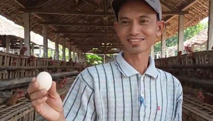 Jeritan Peternak Ayam Arab Nganjuk, Pemasaran Lancar tapi Harga Pasar Hancur