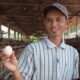 Jeritan Peternak Ayam Arab Nganjuk, Pemasaran Lancar tapi Harga Pasar Hancur