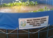 Dongkrak Ekonomi Warga, 10 Keluarga di Desa Karangsemi Terima Bantuan Kolam dan Benih Lele