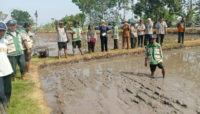 Tingkatkan Ketahanan Pangan, Kabupaten Nganjuk Resmi Mulai Percepatan Masa Tanam Ketiga Berbasis Demplot
