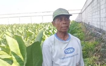 Sengatan Surya Berbuah Manis: Senyum Merekah Petani Tembakau Ngringin di Musim Panen