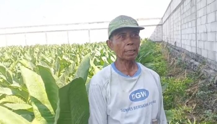 Sengatan Surya Berbuah Manis: Senyum Merekah Petani Tembakau Ngringin di Musim Panen