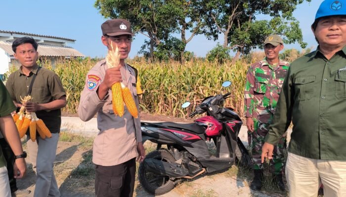 Panen Jagung Bantuan Pemerintah di Sambisirah Kenalkan Modernisasi Pertanian