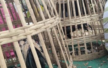 Mau Judi Sabung Ayam dan Capjiki.? Datang ke Sumberpitu Tutur Pasuruan 