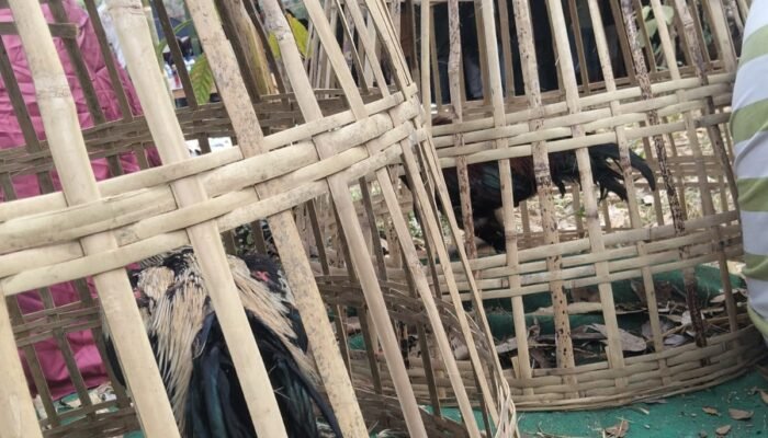 Mau Judi Sabung Ayam dan Capjiki.? Datang ke Sumberpitu Tutur Pasuruan 