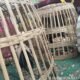 Mau Judi Sabung Ayam dan Capjiki.? Datang ke Sumberpitu Tutur Pasuruan 