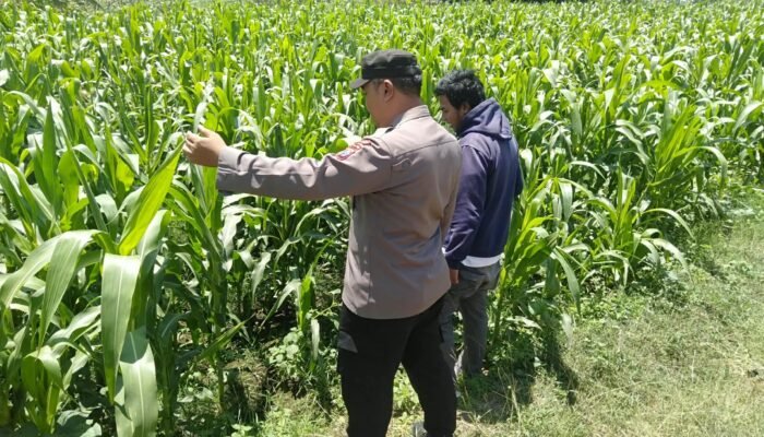 Bhabinkamtibmas Sukorejo Pantau Pertumbuhan Tanaman Jagung, Dukung Program Ketahanan Pangan