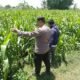 Bhabinkamtibmas Sukorejo Pantau Pertumbuhan Tanaman Jagung, Dukung Program Ketahanan Pangan